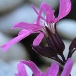 Silene flos-cuculi Flor