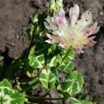 Trifolium fucatum Natur