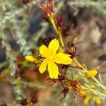 Hypericum triquetrifolium Flower