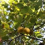 Prunus brigantina Fruit