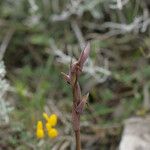 Serapias parviflora Květ