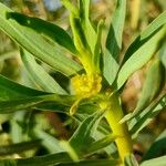 Euphorbia lamarckii Blomma