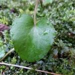 Chrysosplenium alternifolium برگ