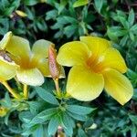 Allamanda schottii Kwiat