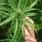 Cannabis sativa Hostoa
