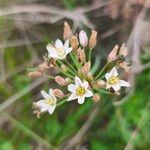 Nothoscordum gracile 花