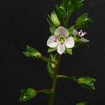Veronica anagallis-aquatica Flower