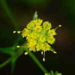 Sanicula laciniata Flower