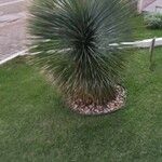 Yucca elata Frunză