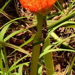 Scadoxus puniceus Lorea