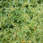 Tagetes tenuifolia Blad