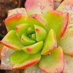 Sempervivum grandiflorum Hoja