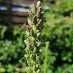 Liatris spicataFruit