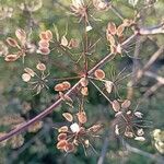 Peucedanum oreoselinum Fruit