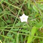 Xenostegia tridentata Flower