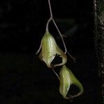 Leochilus labiatus Fruit