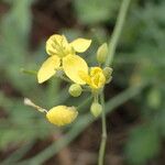 Brassica fruticulosa Flower