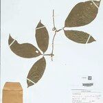 Helmontia leptantha Leaf