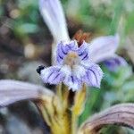 Orobanche purpurea Flower