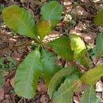 Anacardium occidentale Blad