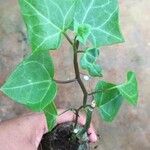 Senecio macroglossus Hoja