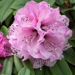 Rhododendron pachytrichum Λουλούδι