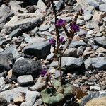 Phacelia calthifolia Habitatea