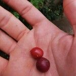 Triphasia trifolia Fruit