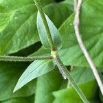 Silene latifolia Blatt