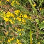 Ulex minorFlower