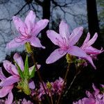 Rhododendron wadanum Flower
