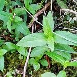 Epilobium tetragonumBlad