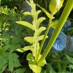 Cirsium oleraceumFoglia