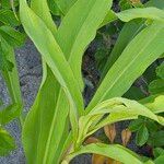 Solidago sempervirens Folla