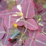 Oxalis hedysaroides Kukka