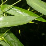 Olyra latifolia Blad