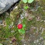 Potentilla indica Hábitos