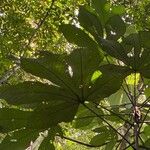 Pourouma bicolor Blad