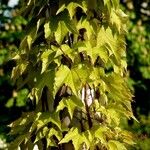 Parthenocissus tricuspidata Habitus