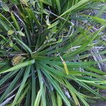 Pandanus belepensis Habitus