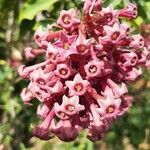 Cestrum elegans Flower