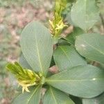Daphne pontica Hoja