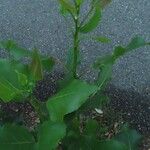 Populus deltoides Blad