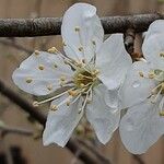 Prunus domestica 花