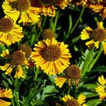 Helenium autumnale Çiçek