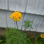 Tagetes erectaപുഷ്പം