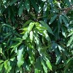 Mangifera indica Blatt