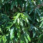 Mangifera indica Fuelha