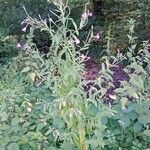 Epilobium hirsutum Hábito