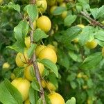 Prunus brigantina Fruit